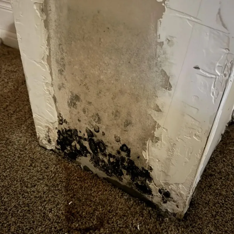 Professional Mold Removal in Belen, NM